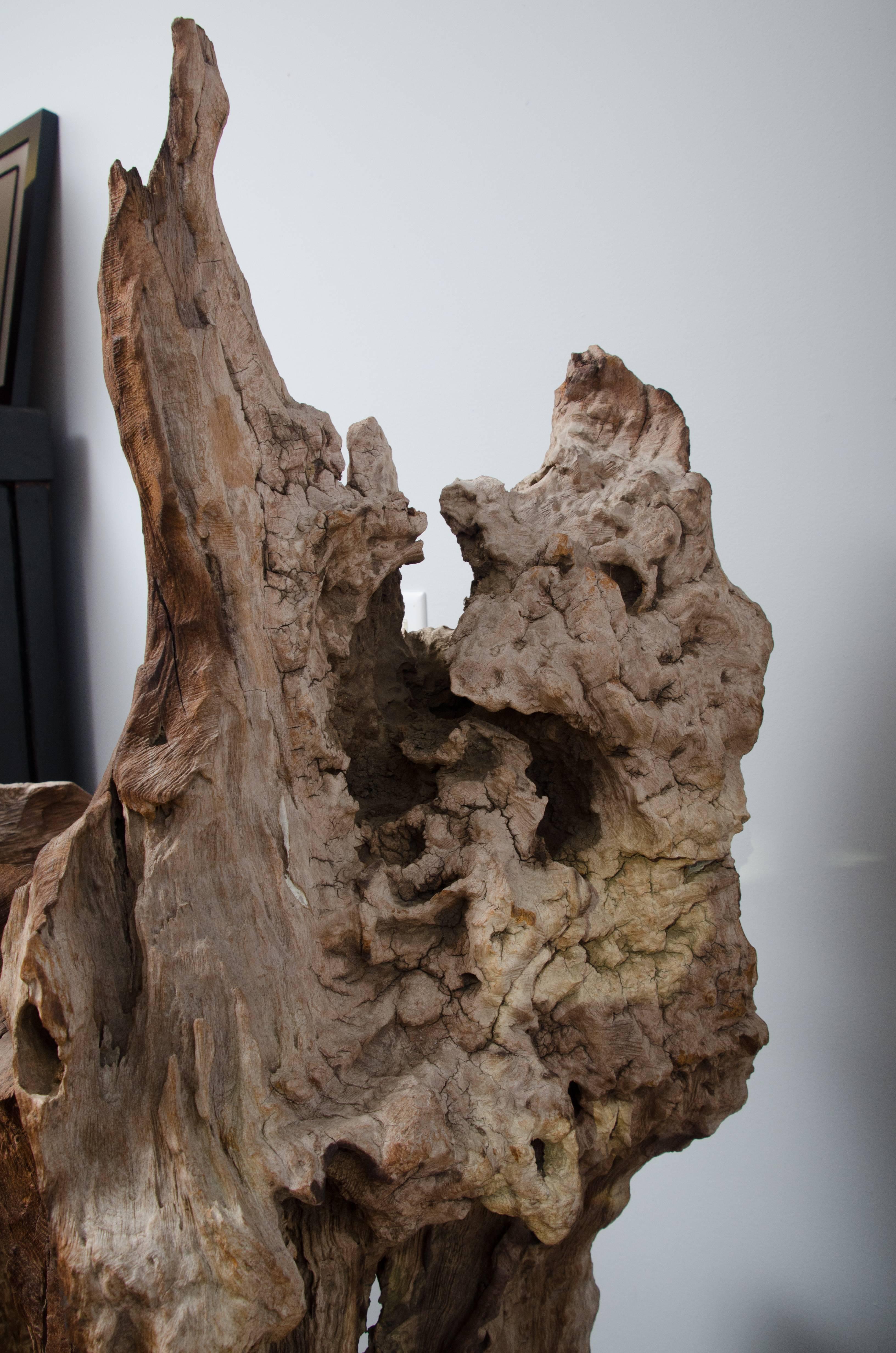 Thai river bed petrified tree root sculpture from Chang Mai (two available, priced and sold separately).