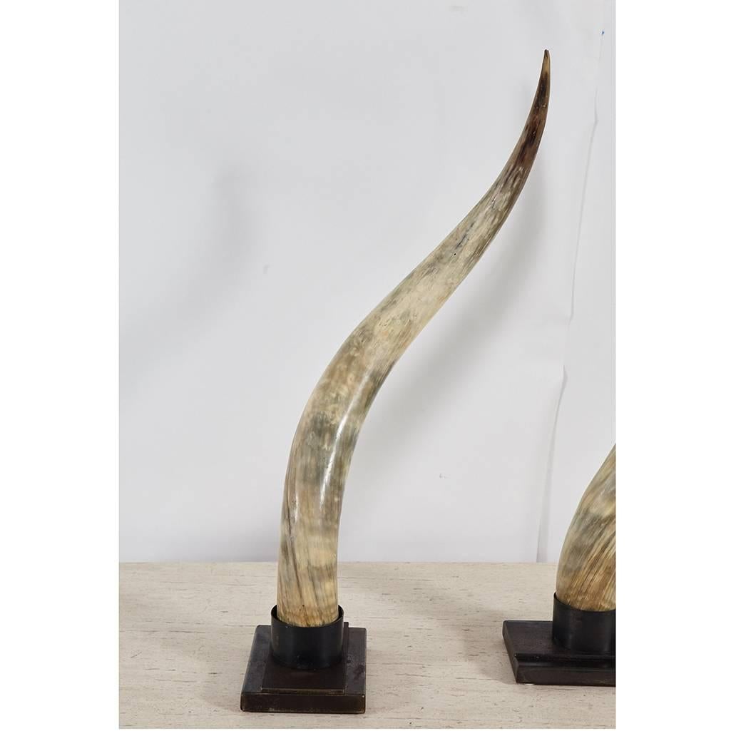 These large steer horns from the last century have been mounted in stands made in house at Jefferson West Inc. to create a rustic and modern decorative item. The horns are mounted in steel cylinders.
