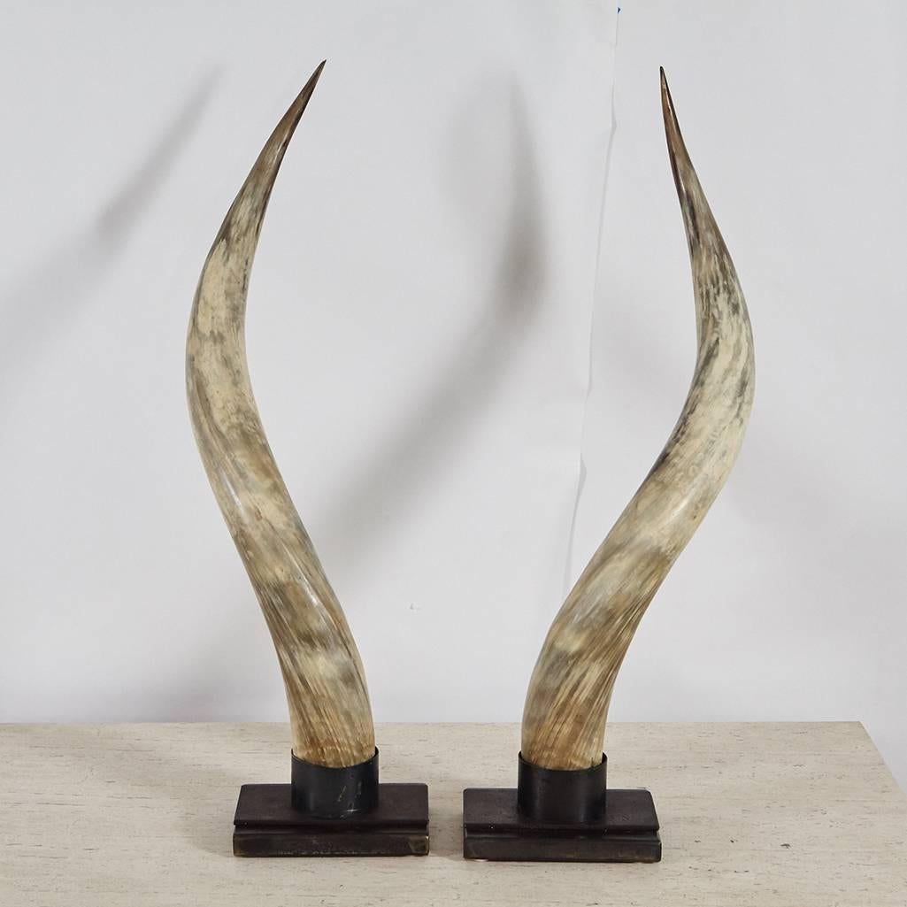 American Steer Horns on Metal Stands For Sale