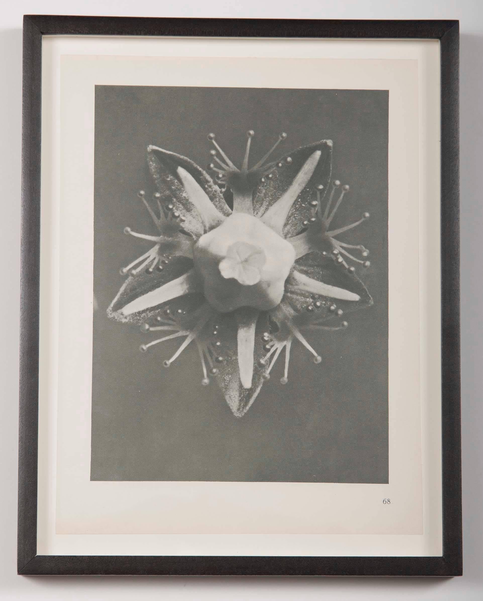 Set of six botanical photogravures by Karl Blossfeldt, first edition 1928, Berlin.
From his first publication Urformen der Kunst (Art Forms in Nature). In simple black wood frames.

Urformen der Kunst quickly became an international bestseller