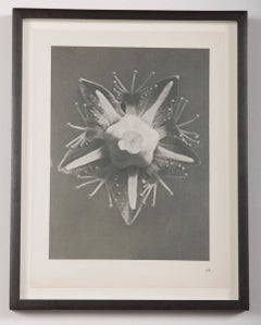 Botanical Photogravures by Karl Blossfeldt, Set of Six
