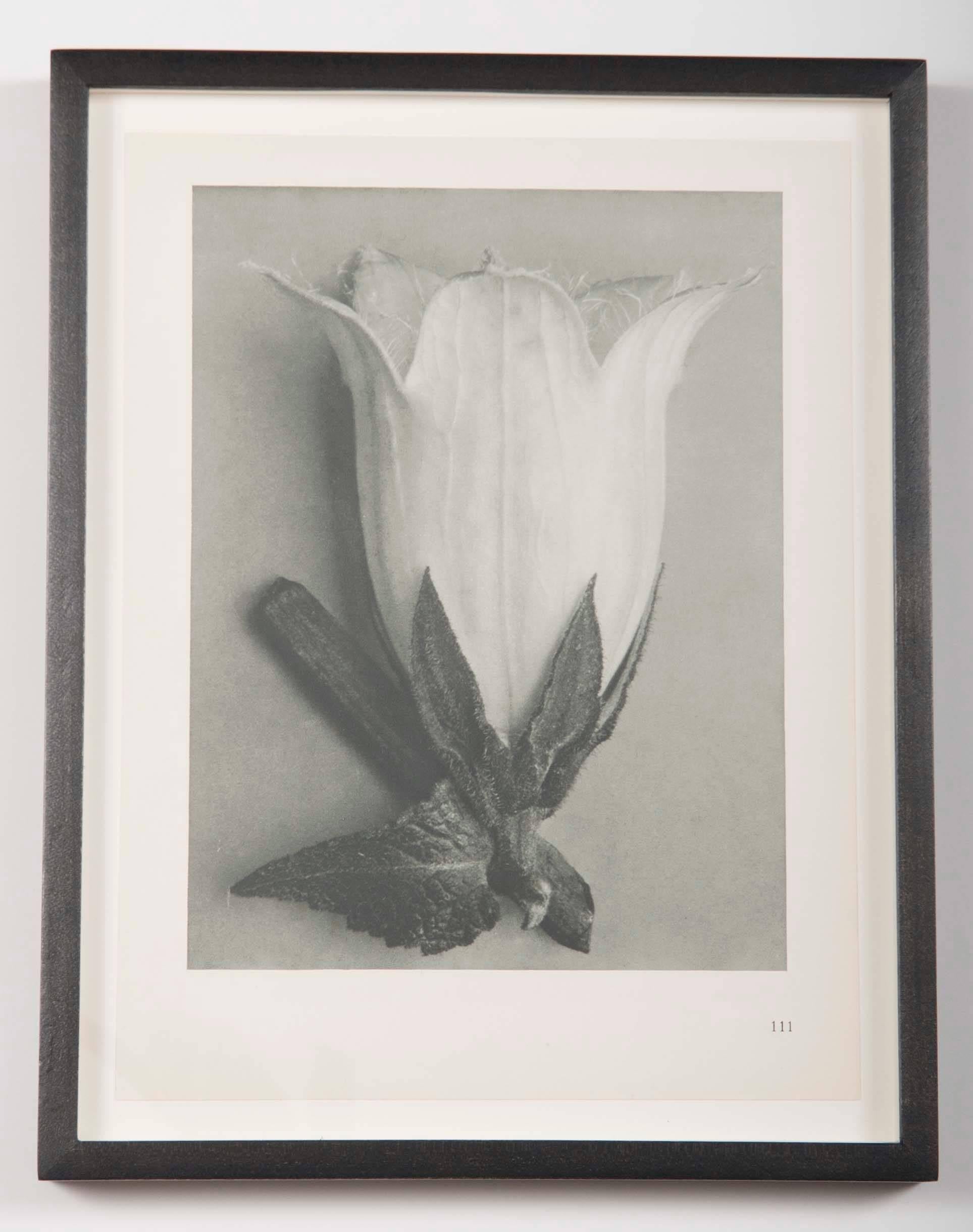 Art Deco Botanical Photogravures by Karl Blossfeldt, Set of Six