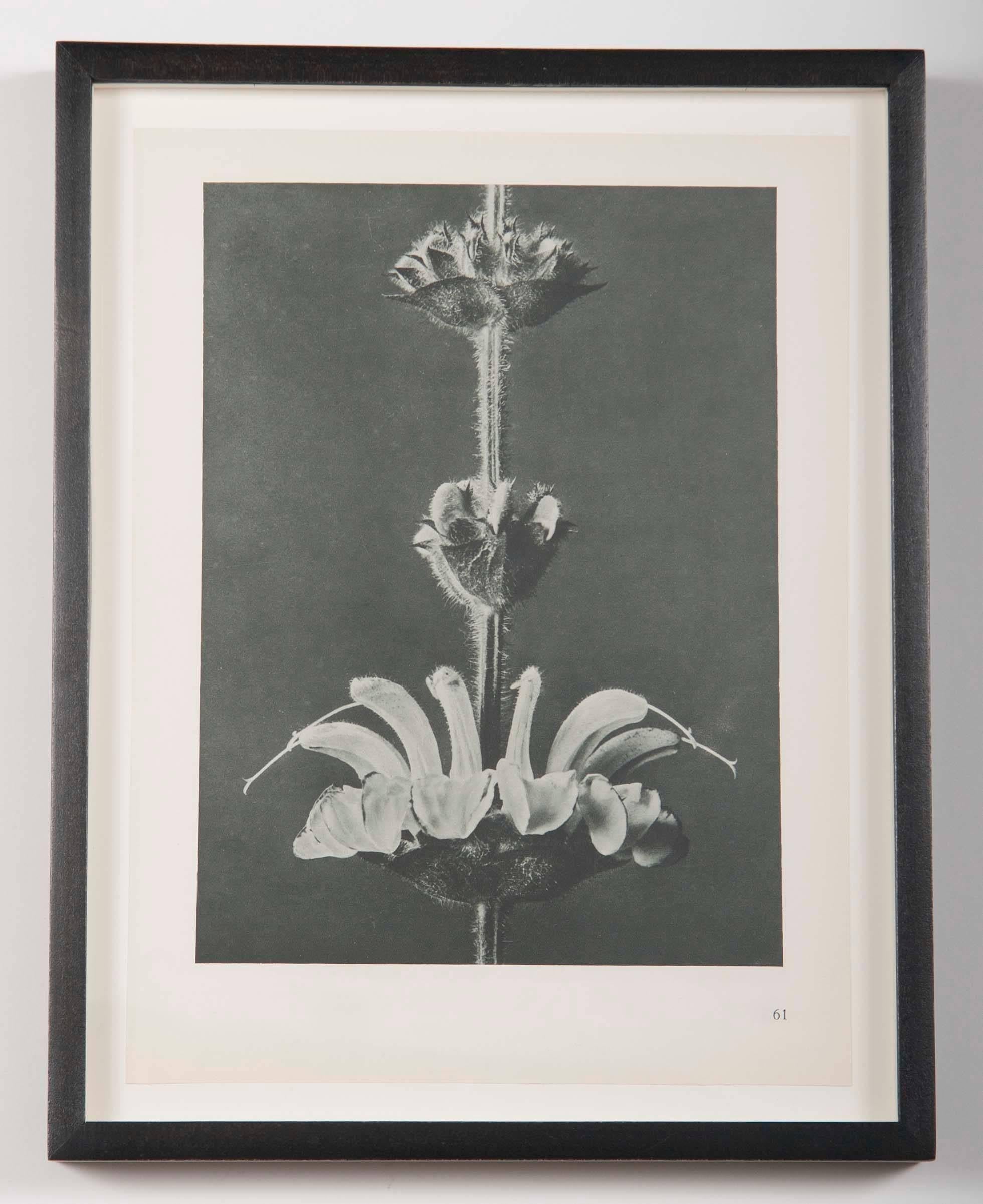 German Botanical Photogravures by Karl Blossfeldt, Set of Six