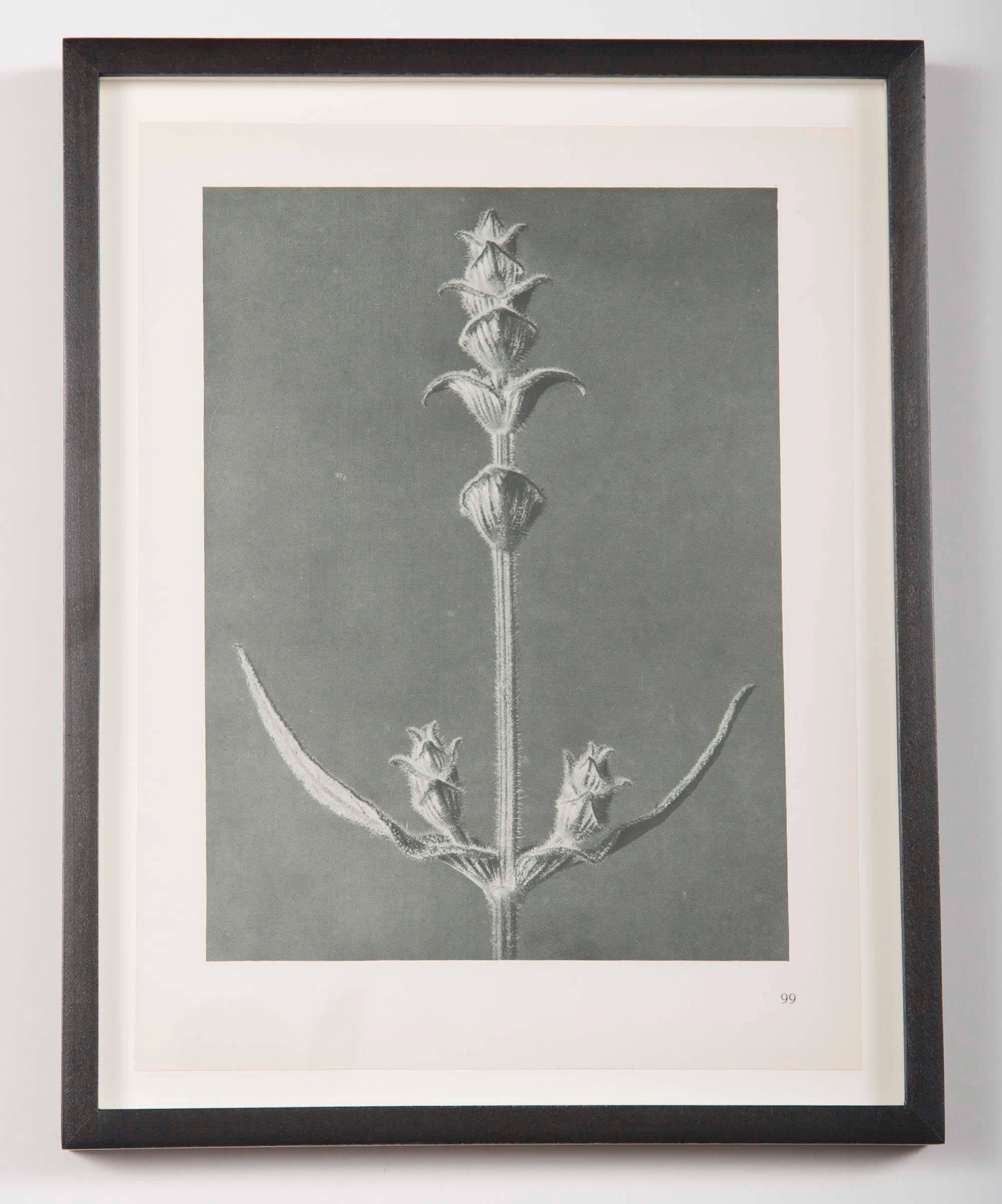 Botanical Photogravures by Karl Blossfeldt, Set of Six In Excellent Condition In Stamford, CT