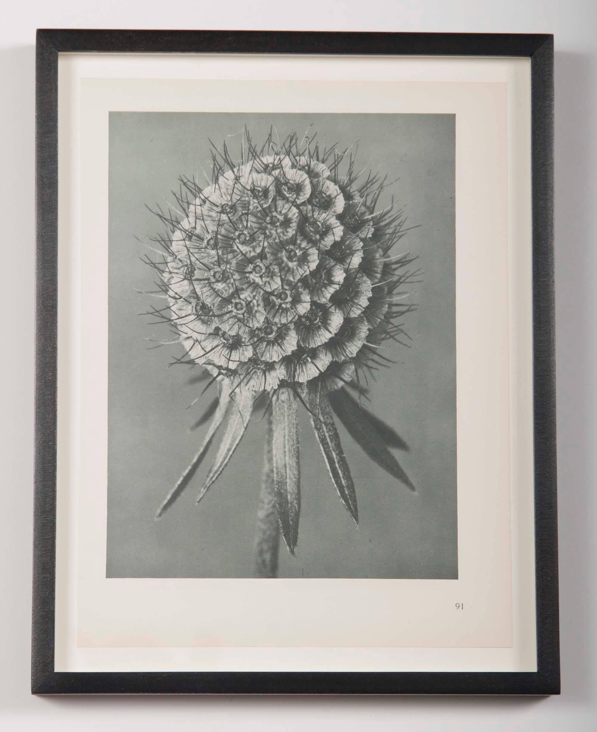20th Century Botanical Photogravures by Karl Blossfeldt, Set of Six