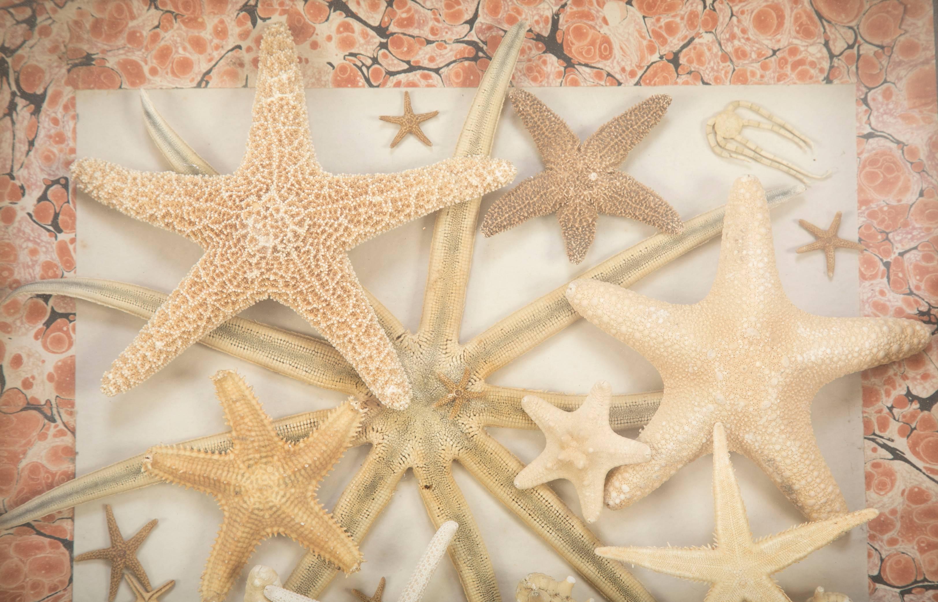 American Starfish Collection in a Mahogany and Giltwood Frame