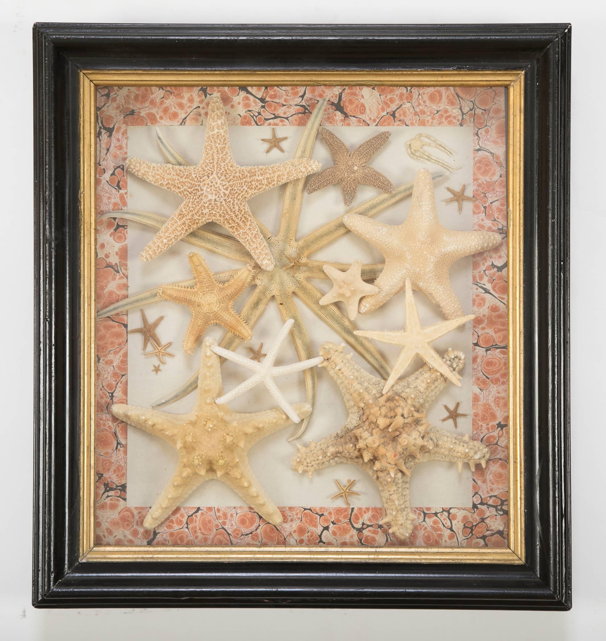 Starfish Collection in a Mahogany and Giltwood Frame 3