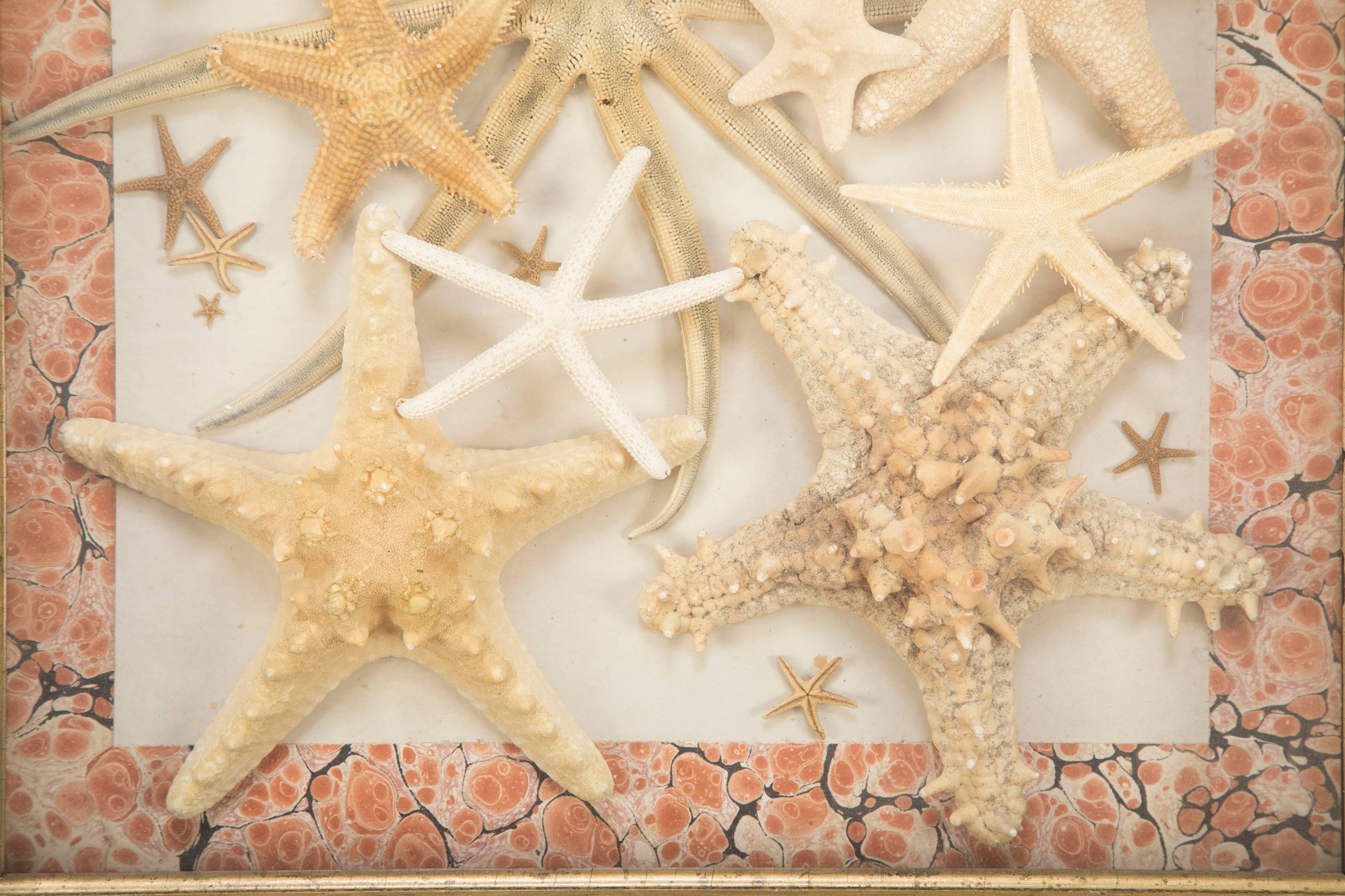 Starfish Collection in a Mahogany and Giltwood Frame In Excellent Condition In Stamford, CT