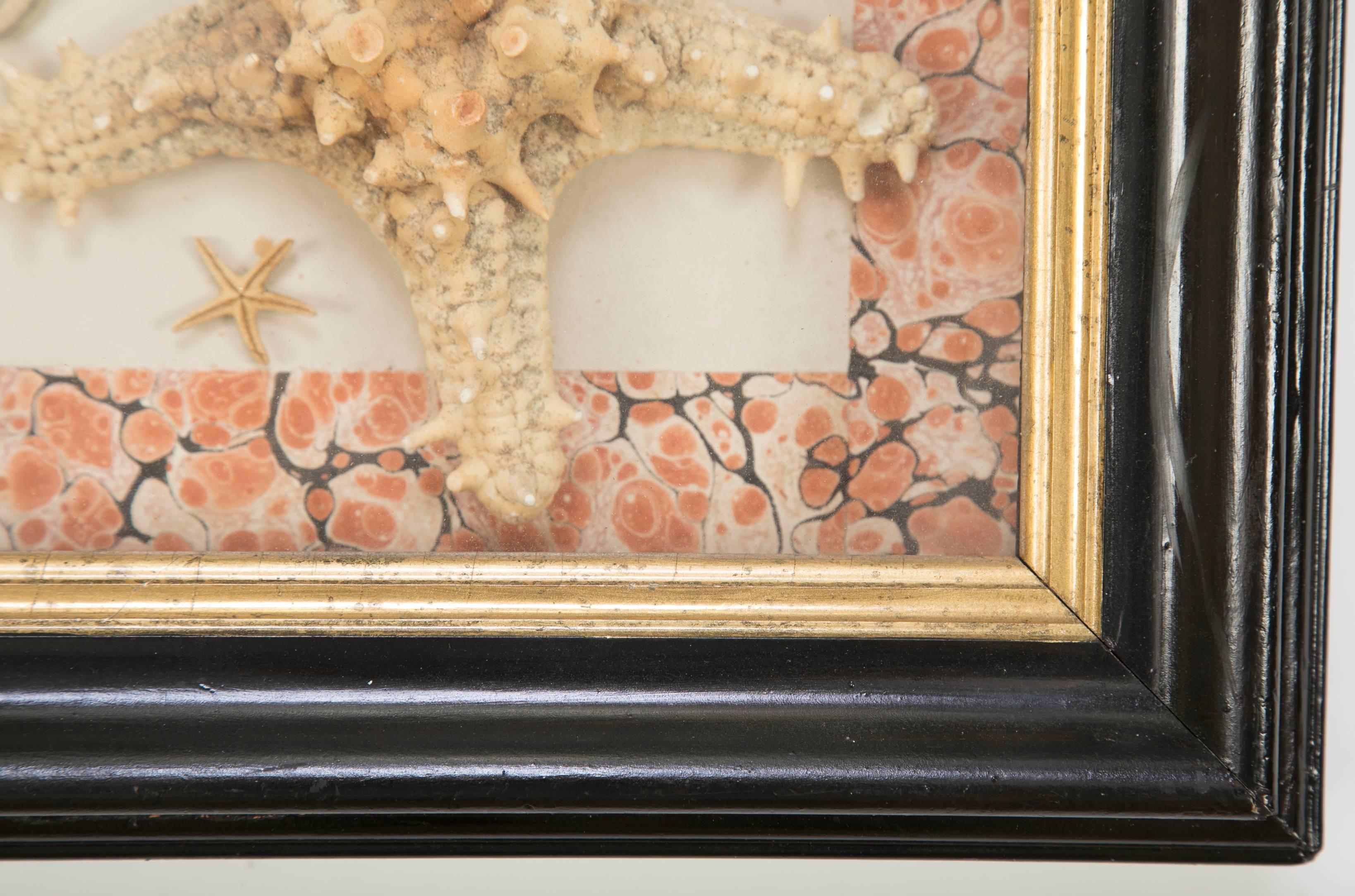 Starfish Collection in a Mahogany and Giltwood Frame 1