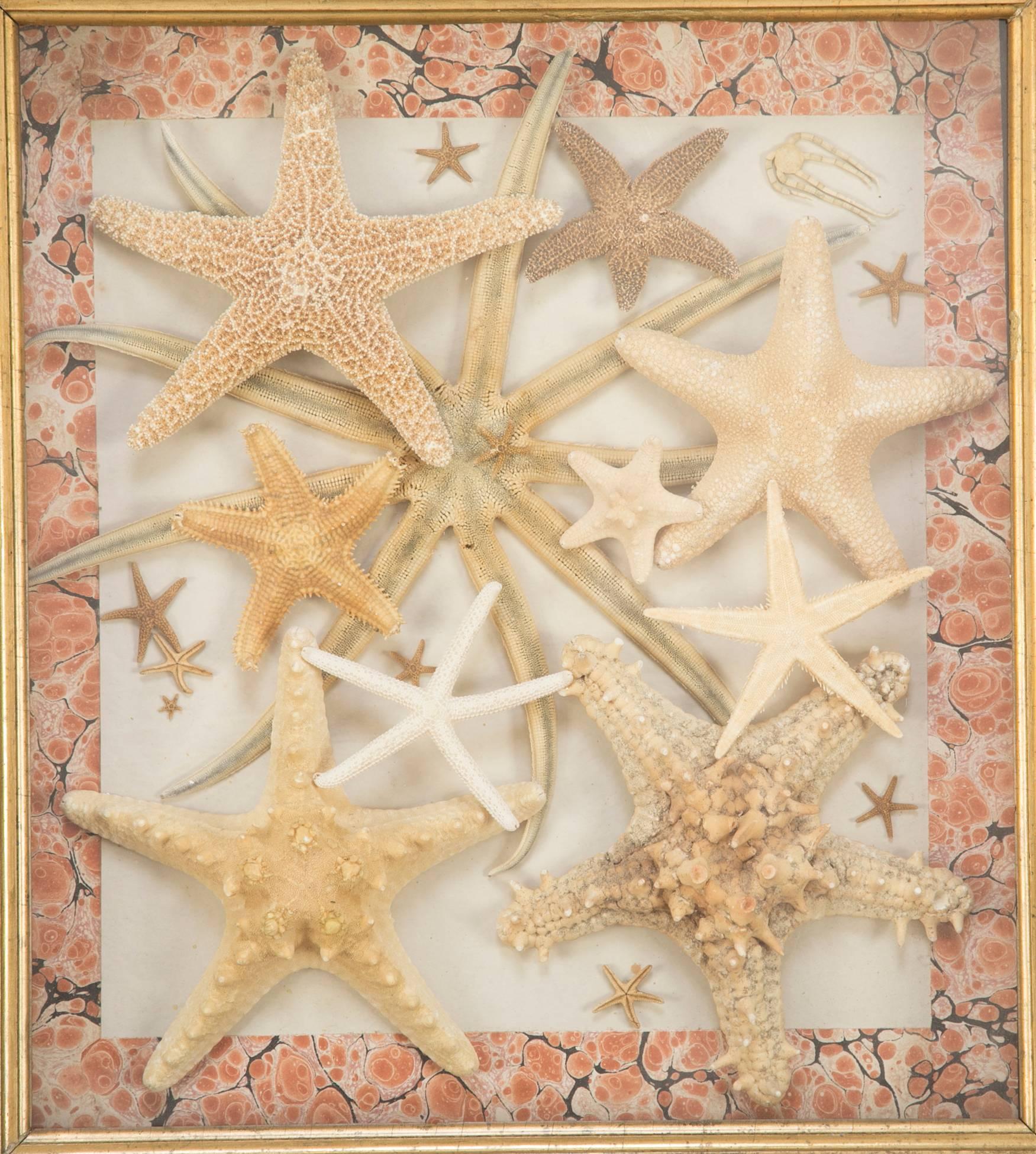 Charming vintage starfish collection mounted on faux marble bordered paper, in a mahogany frame with gilt wood inset molding. From a New England estate.