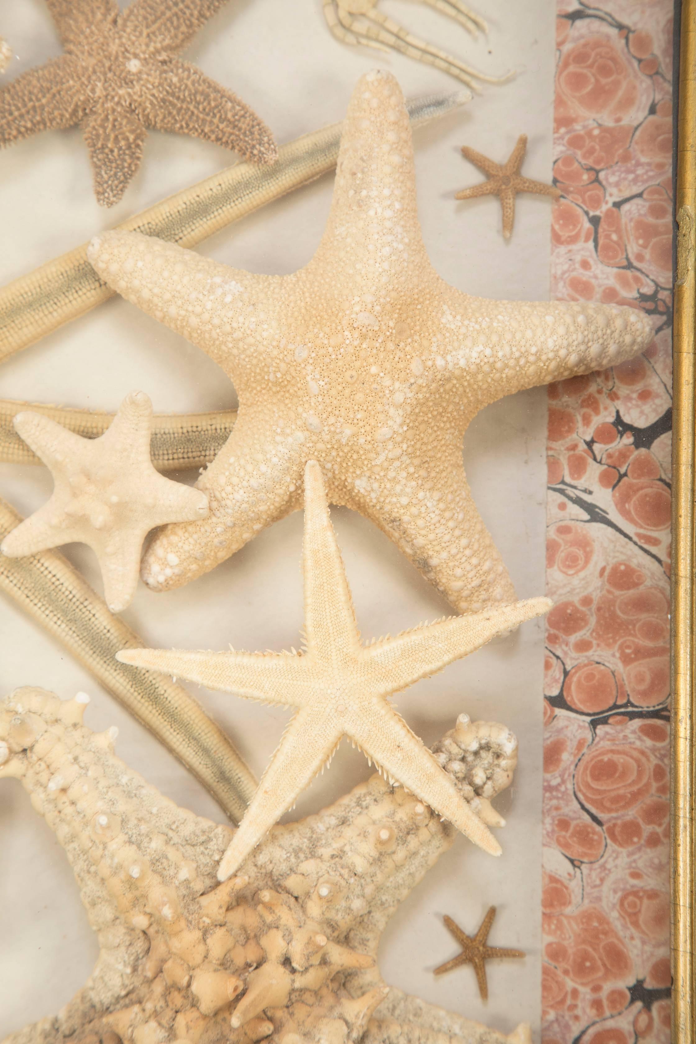20th Century Starfish Collection in a Mahogany and Giltwood Frame