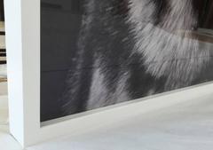 Siberian Husky Print