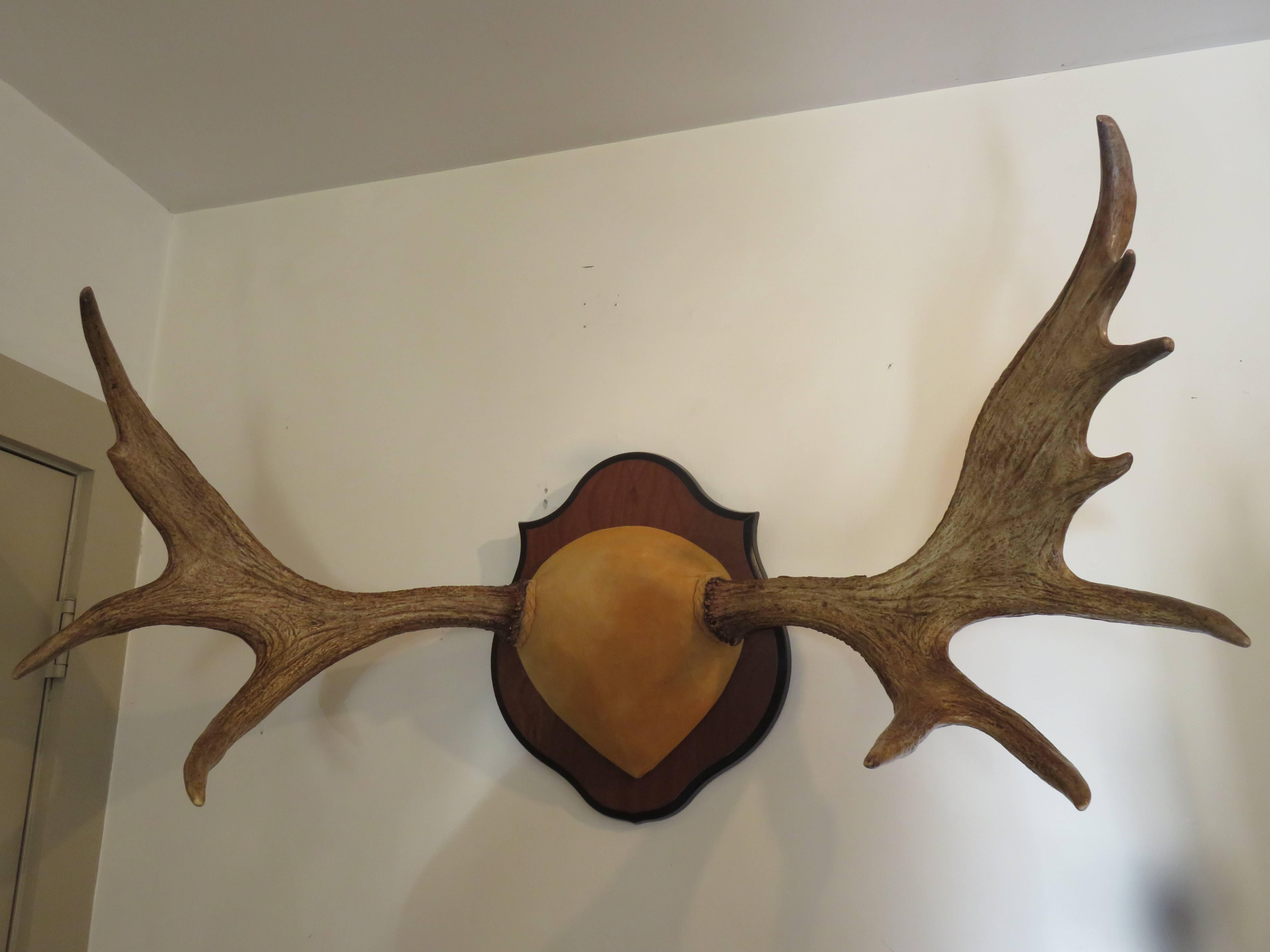 Pair of large Trophy quality Moose Antlers mounted on premium tanned buck hide and custom wood plaque.
Origin, Nova Scotia (Private Collection 1/6).
 