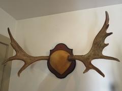 Large Trophy Quality Mounted Moose Antlers 'Nova Scotia'