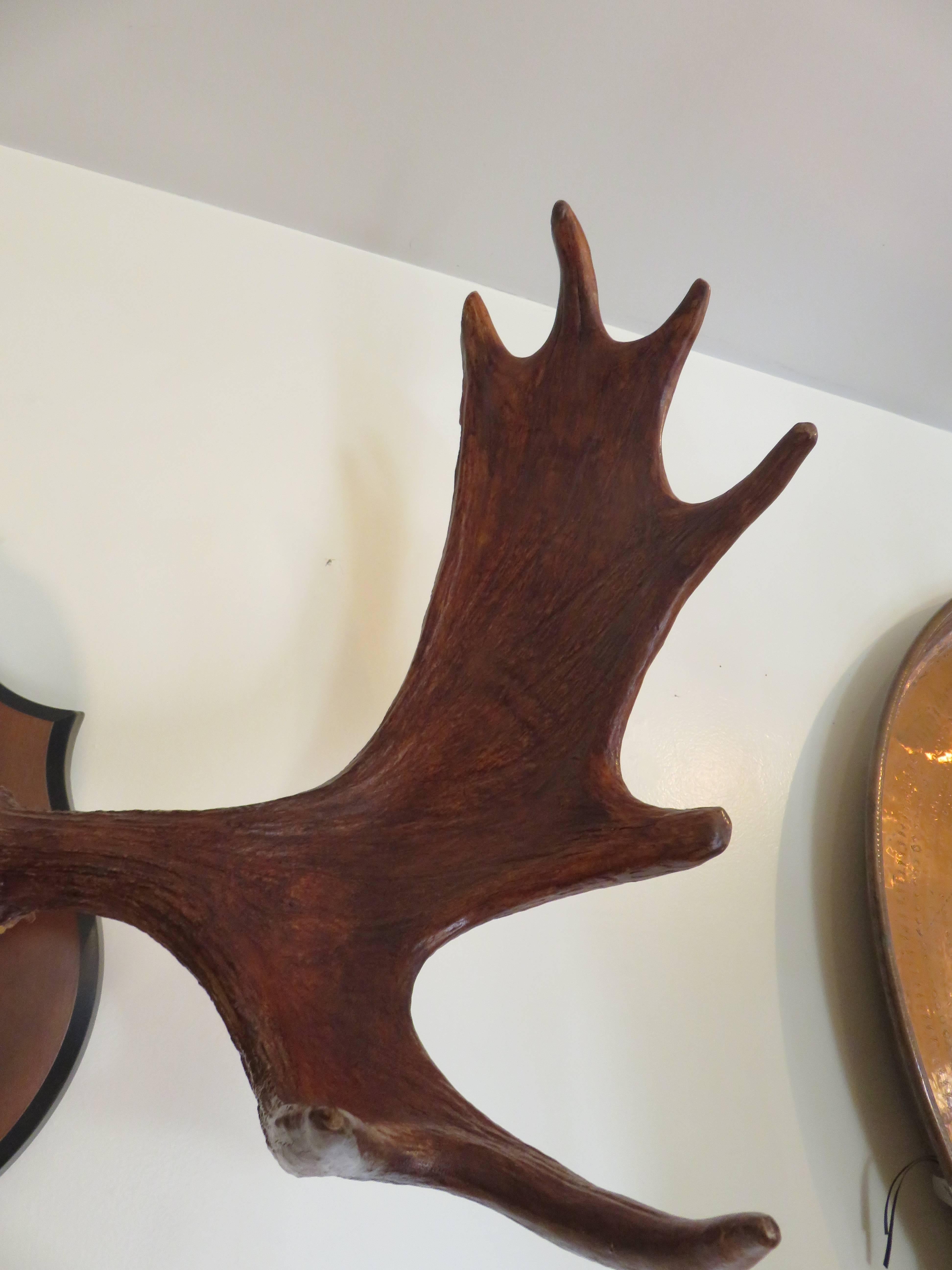 moose antler for sale