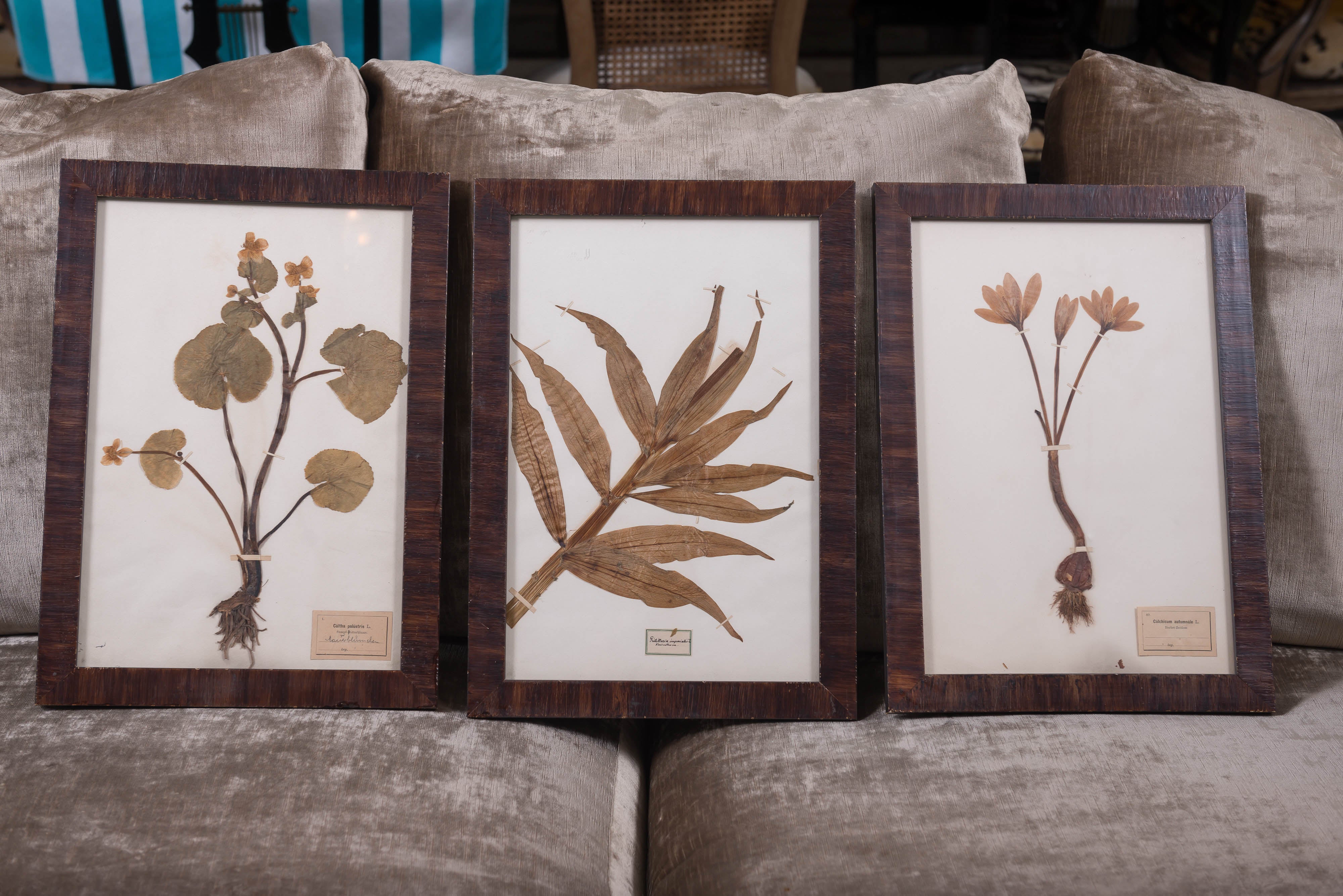 Set of Three Framed Dried Botanicals For Sale