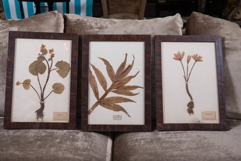 This small collection (three) of botanical specimens are dried and mounted on board then framed under glass. Each has its own label showing Latin titles fixed to the board as well.
