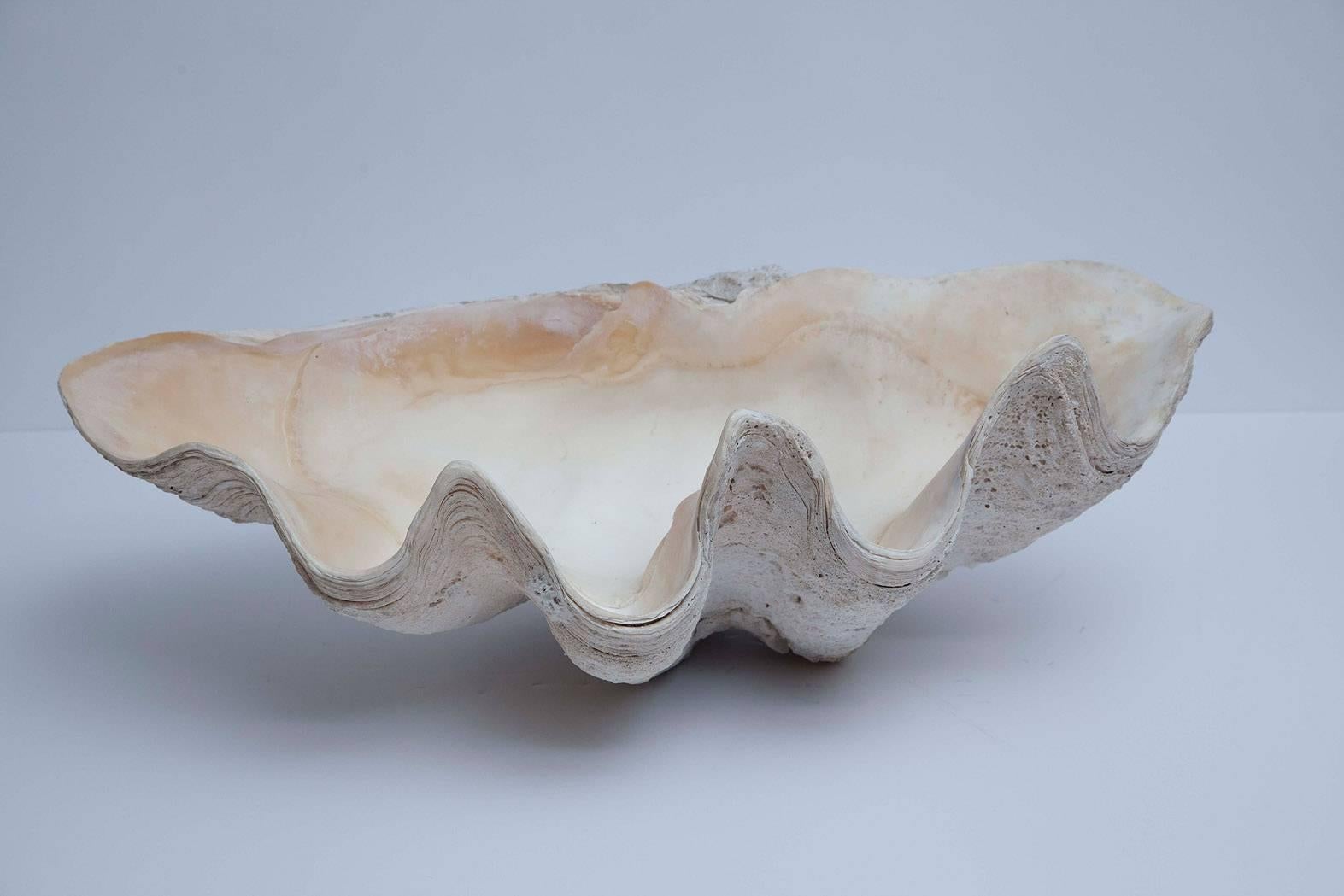 With a beauty that has inspired artists for centuries, giant natural South Pacific clam shells of this scale in such excellent condition are rare to find. Superior size, color and condition. 
