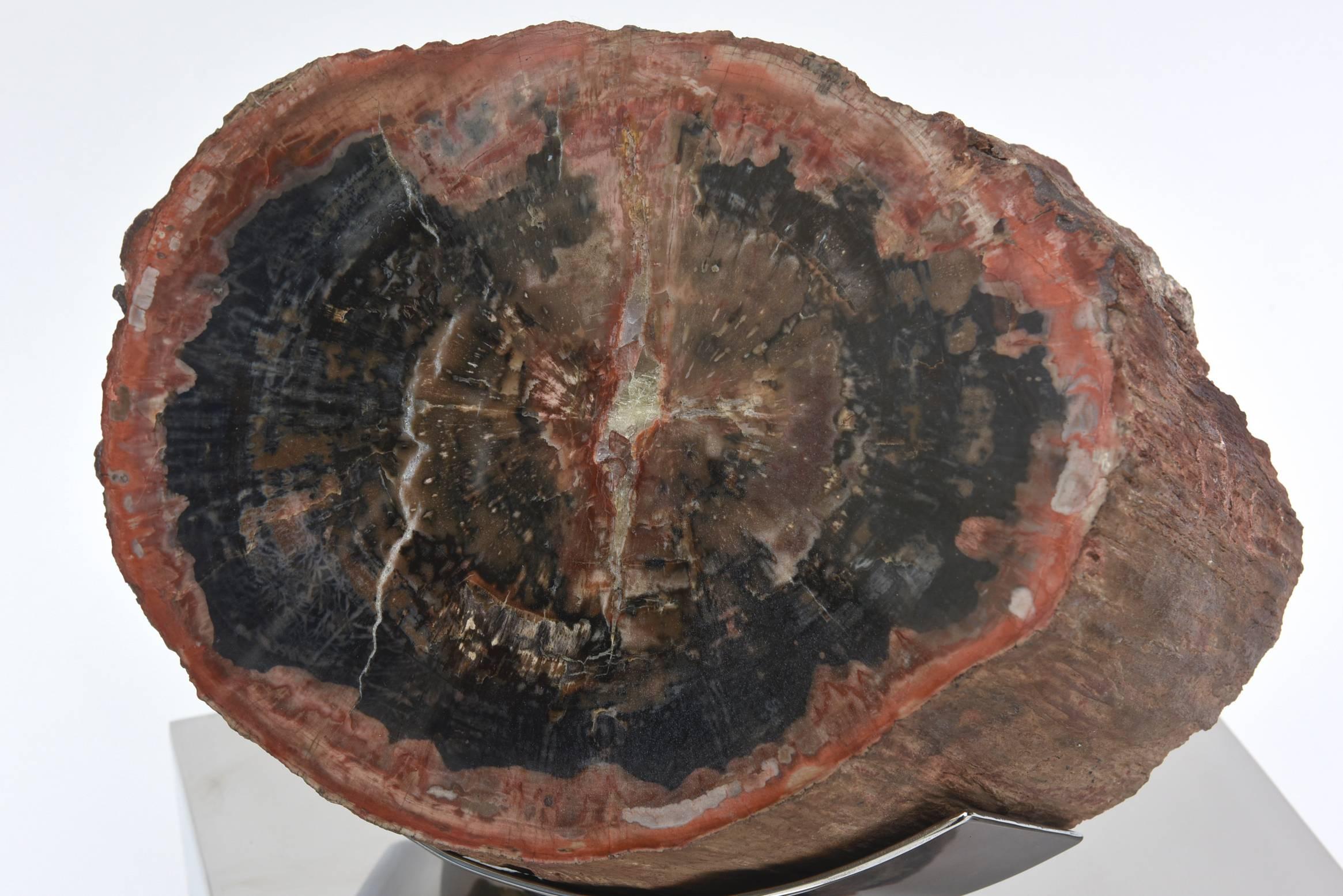 18th Century and Earlier Petrified Wood on Custom Stainless Steel Swivel and Pivot Base 