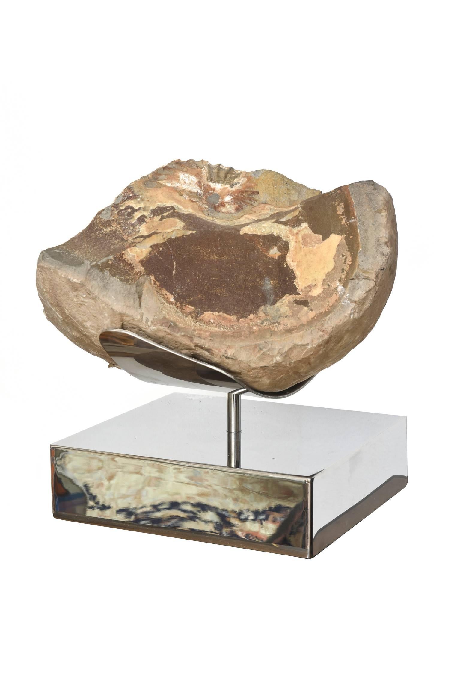 This amazing petrified wood sculpture that is over 100 years old has a custom stainless steel contemporary base. It has been mounted. This fossil/petrified wood is originally from Utah. The base measures 10