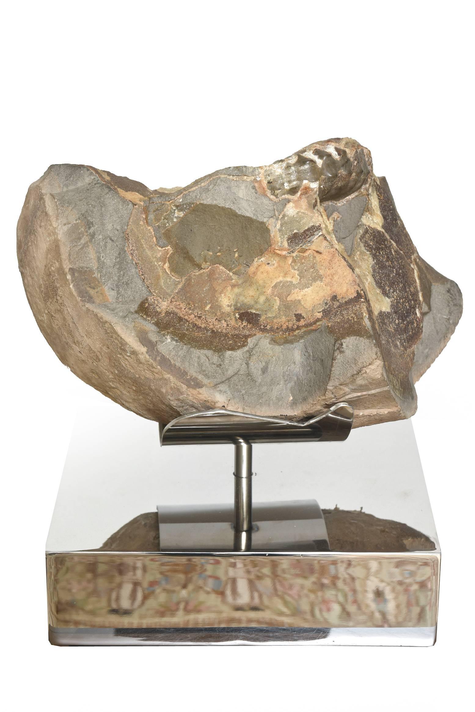Organic Modern Petrified Wood/ Fossil and Stainless Steel Mounted Sculpture For Sale 1