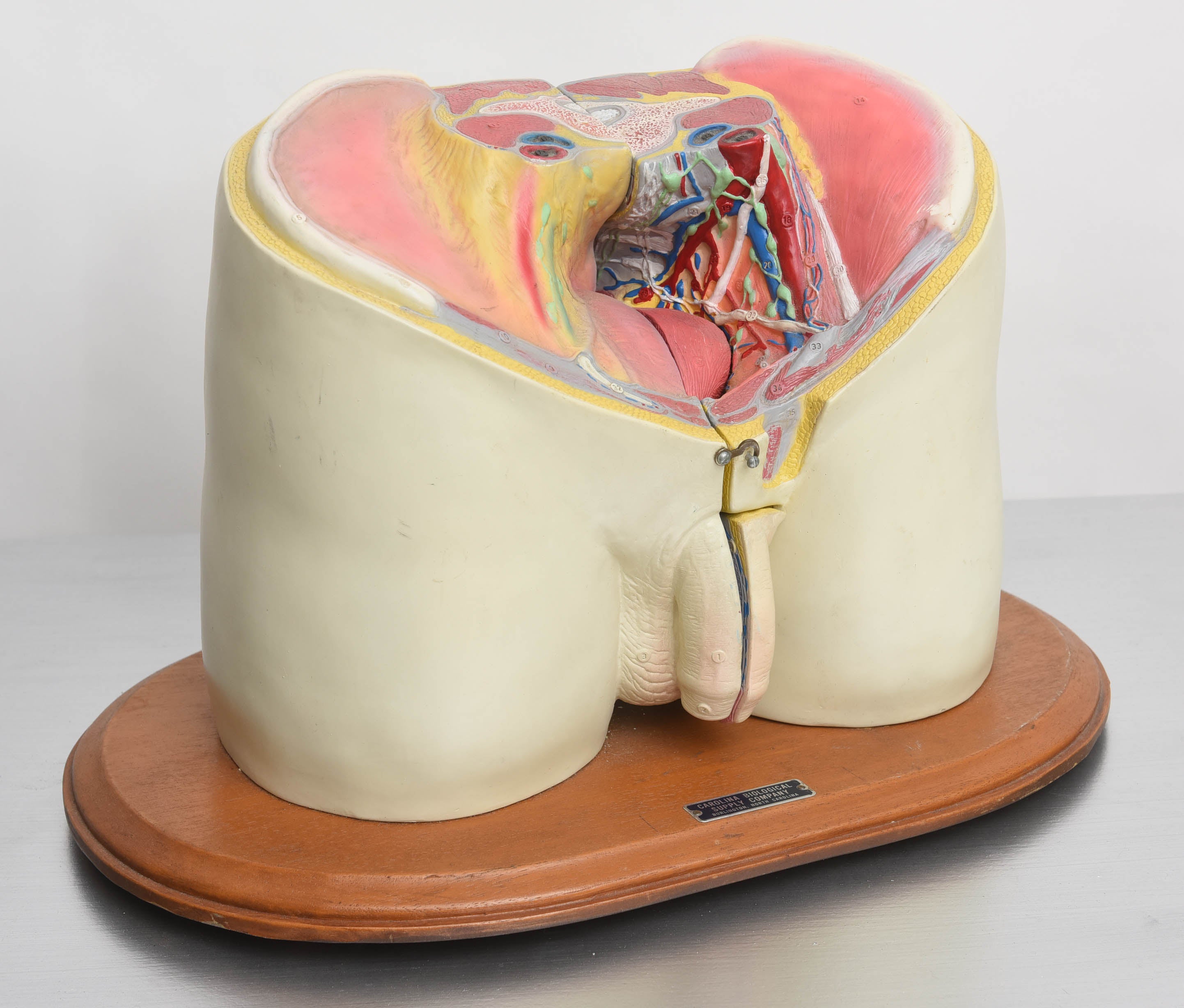 Anatomical Medical Display