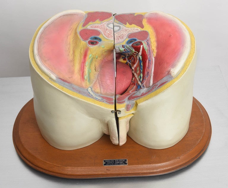 American Anatomical Medical Display