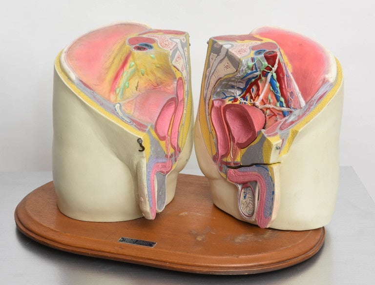 Anatomical Medical Display In Excellent Condition In West Palm Beach, FL