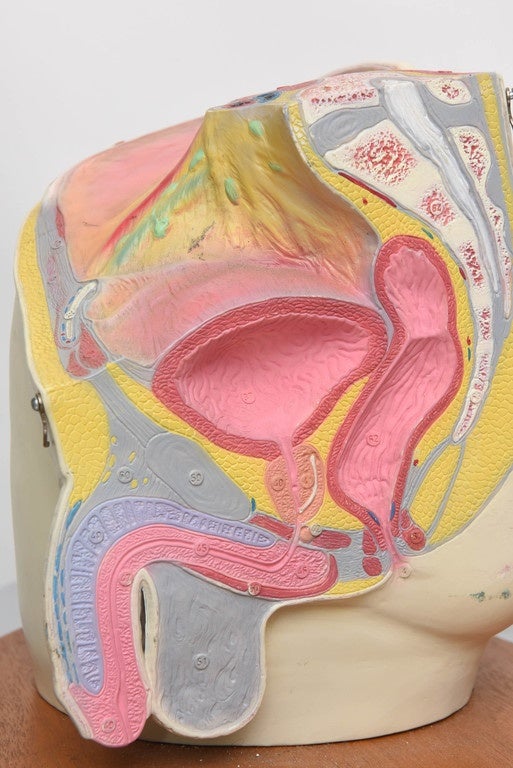 Anatomical Medical Display 2