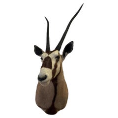Mid Century Shoulder Mount Taxidermy Oryx Gemsbok, South Africa