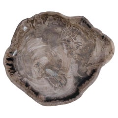 Taupefarbene Platte aus versteinertem Holz mit schwarzer Einfassung, Indonesien, zeitgenössisch