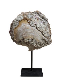 Ensemble indonésien du milieu du siècle composé de coquillages fossilisés posés sur des supports métalliques
