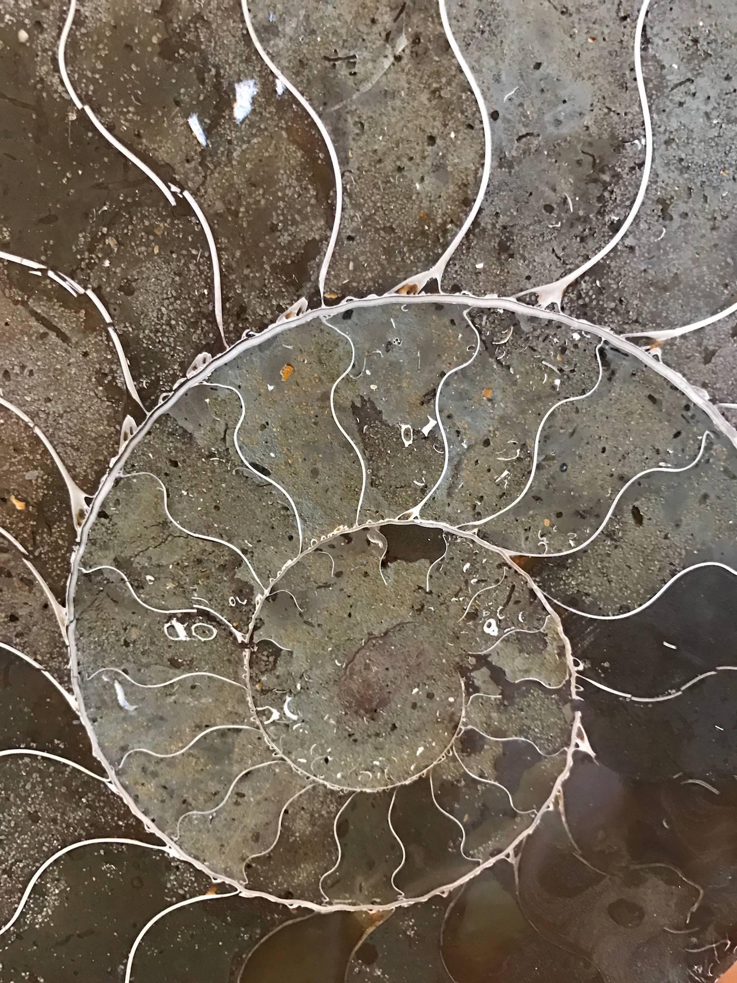 Prehistoric pair of matching polished ammonites newly mounted on custom steel stand.
One measures 8