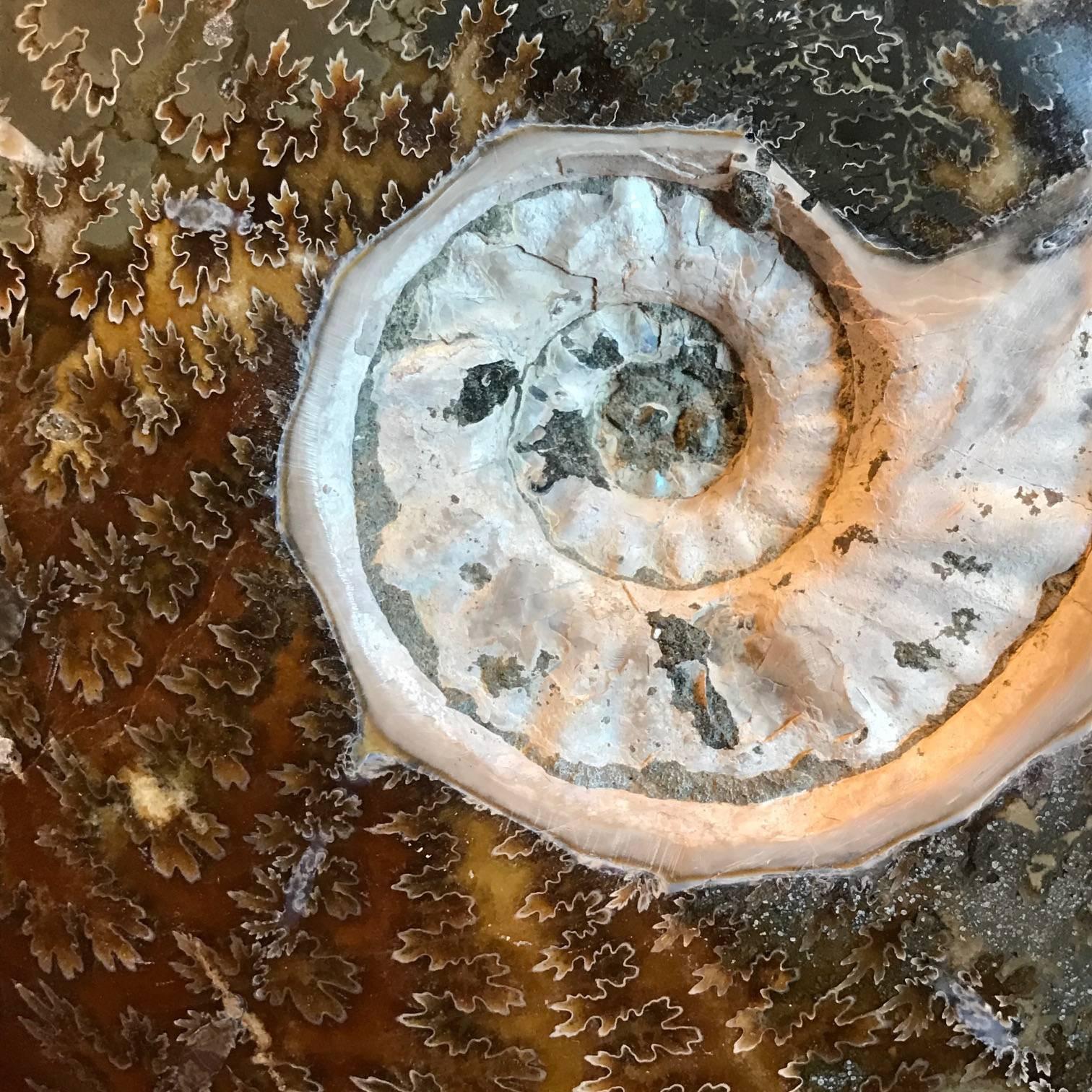 Prehistoric polished single whole ammonite newly mounted on custom steel stand.
Stand measures 7
