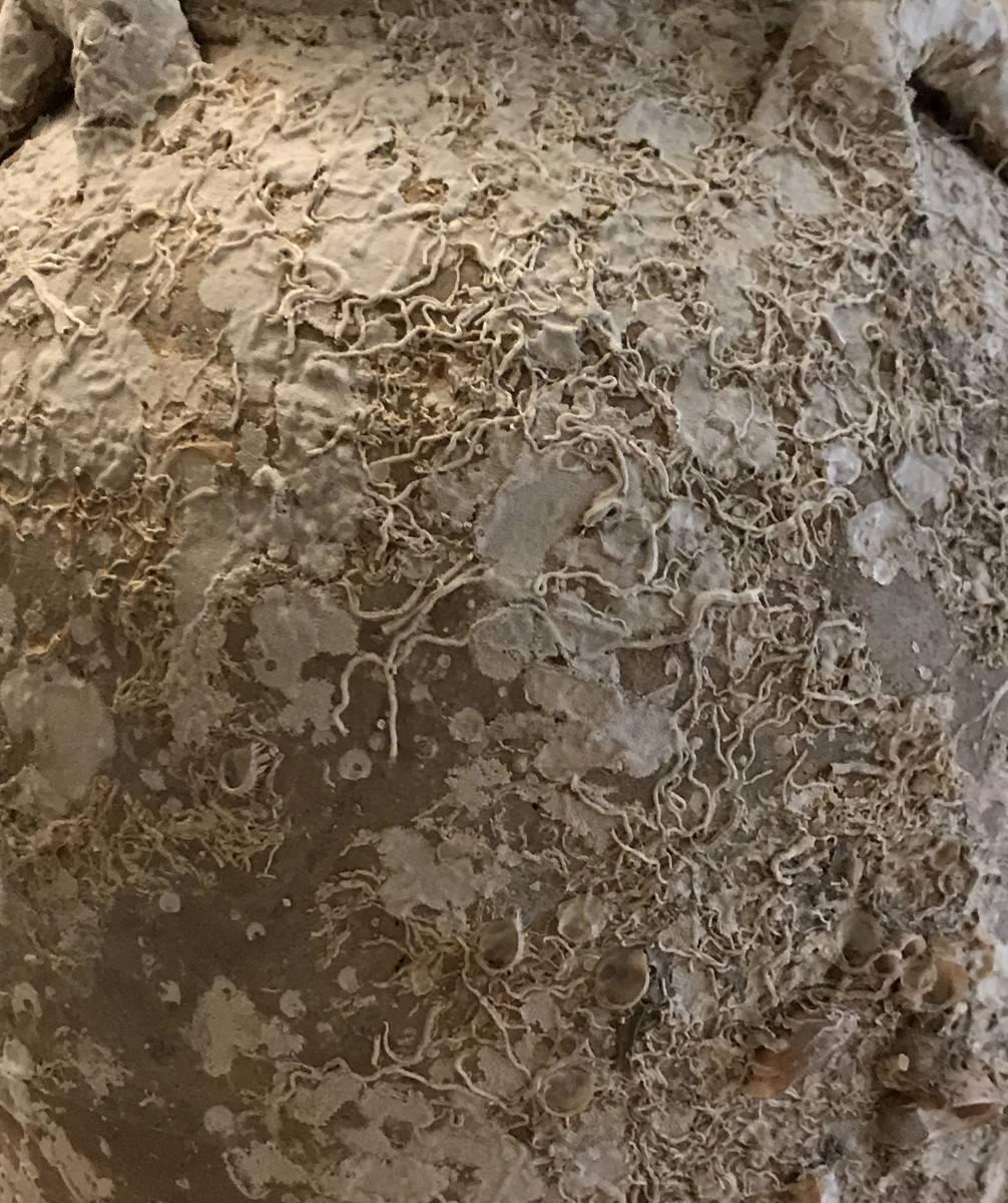 15th century rare and unusual vase found from Cambodian ship wreck.
Natural fossil growth formed on vase.
Beautiful and natural patina and texture.
 