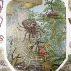German Biology Chart of Spiders by Schroder Und Kull, 1910