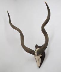 Large Mounted Greater Kudo Horns