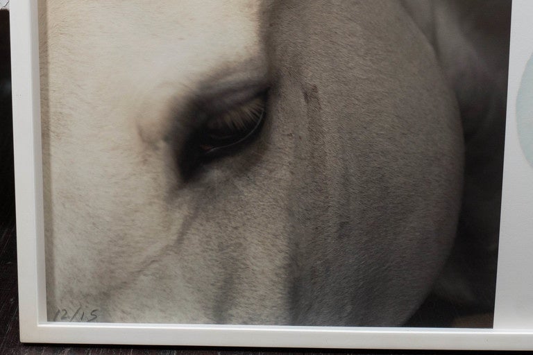 Américain Série de photographies « Horse & Flower » de Christopher Makos/Paul Solberg en vente