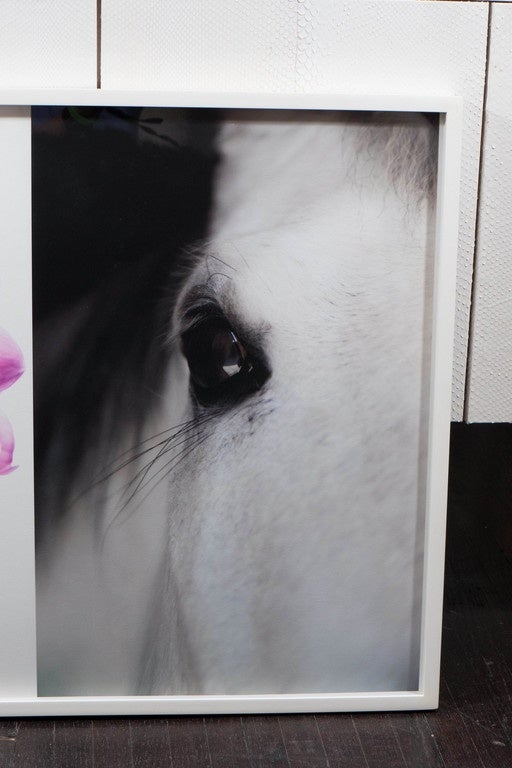 Christopher Makos / Paul Solberg „Pferd und Blume“ Fotografieserie (Moderne) im Angebot
