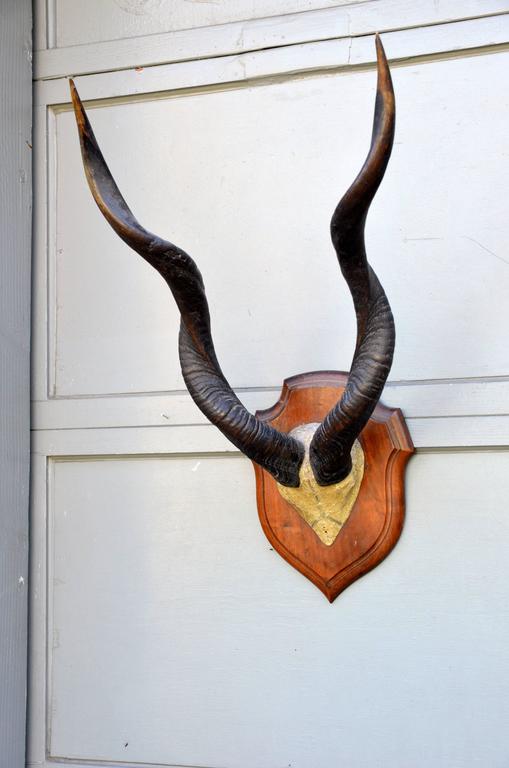 Large Set of Mounted African Antlers For Sale at 1stdibs
