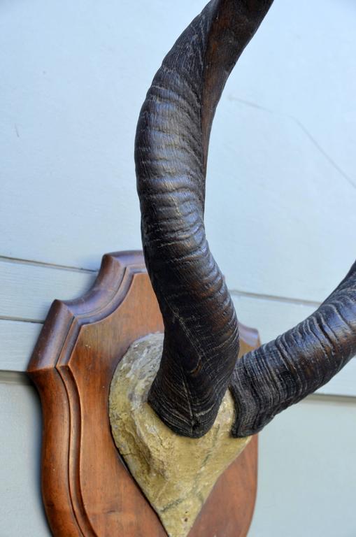 Large Set of Mounted African Antlers For Sale at 1stdibs