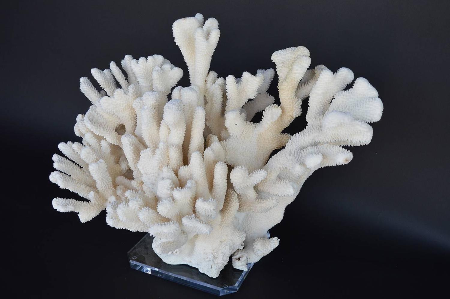 Beautiful Piece of Coral For Sale at 1stdibs