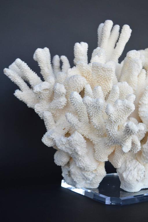 Beautiful Piece of Coral For Sale at 1stDibs