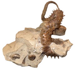 Didymoceras Stevensoni Heteromorph Ammonite Fossil on Matrix, South Dakota.