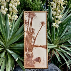 Fotografia d'epoca di Alexandre Bougault, Oasi di palme, Algeria, 1905 circa