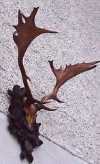 Exceptional Black Forest Stag Antler Mount on Hand-Carved Plaque, Dated 1918