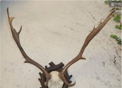 Exceptional Black Forrest Stag Mount on Carved Wood Plaque