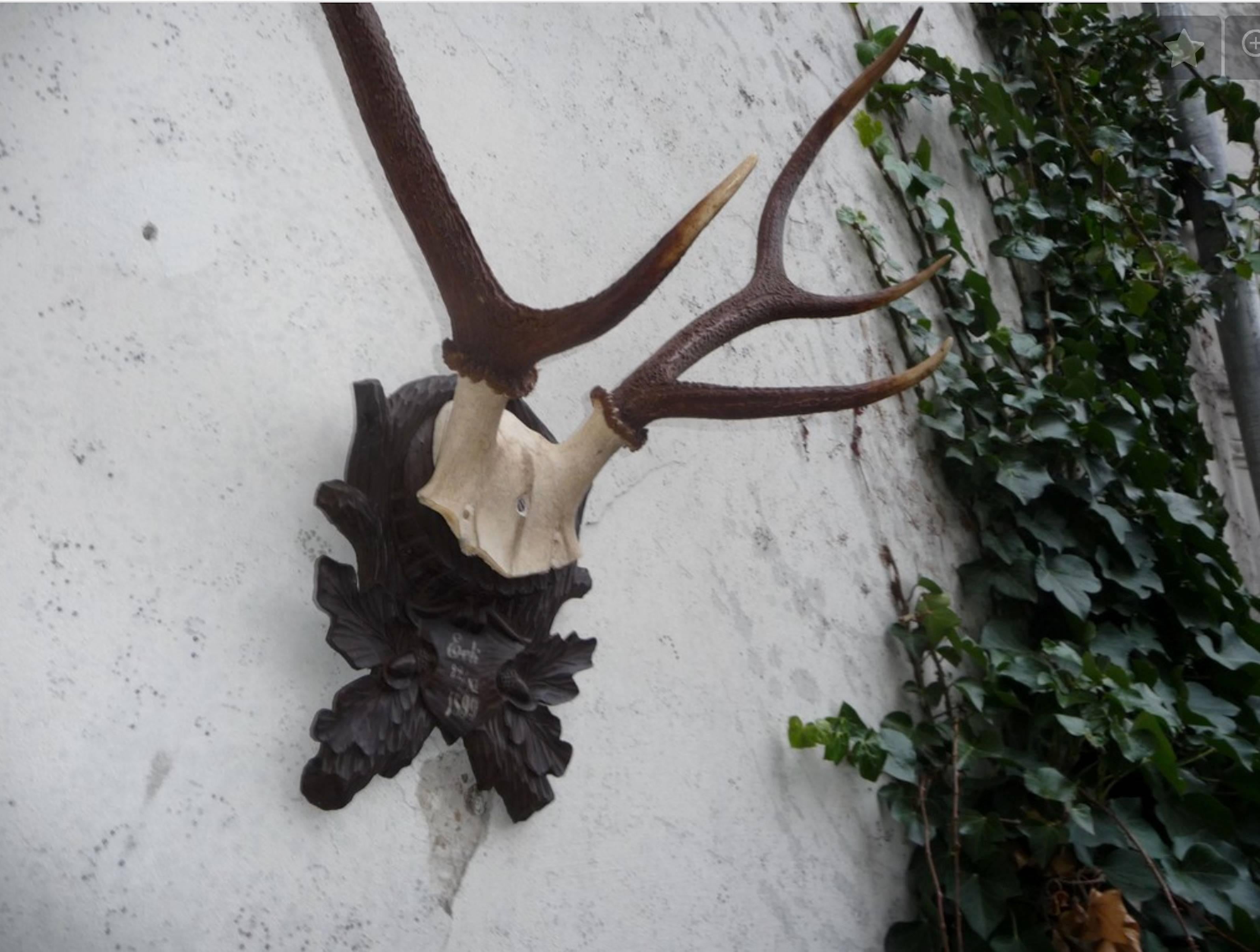 Stately Black Forest antler mount on carved walnut plaque.  We have a large selection of both large and small antler mounts on Black Forrest plaques.  Call for current availability.
