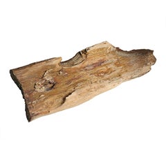 Raw Petrified Wood