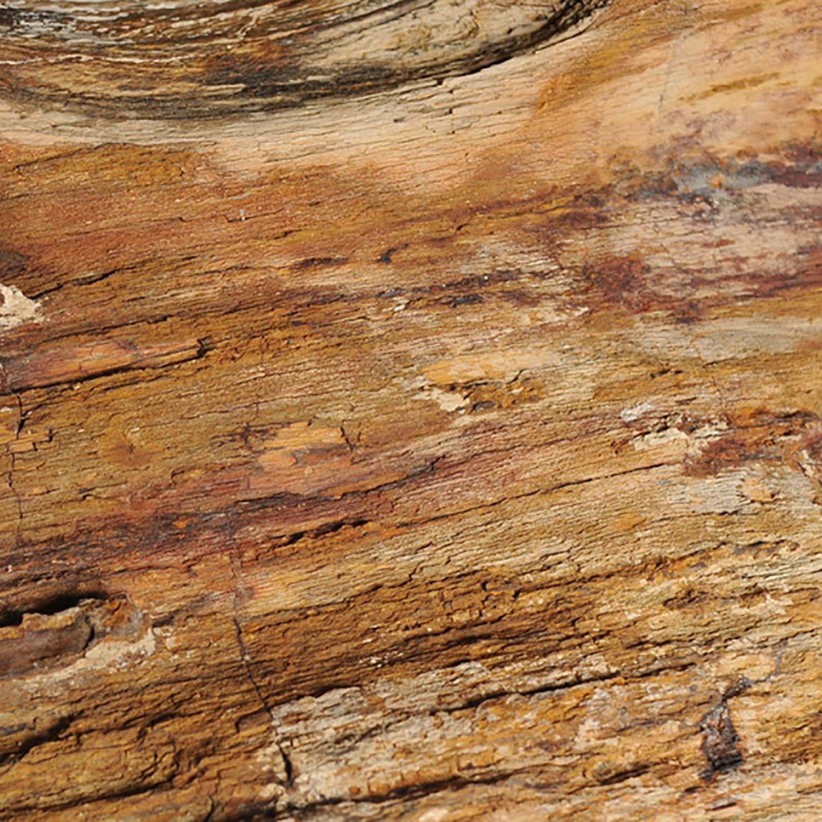 petrified wood value